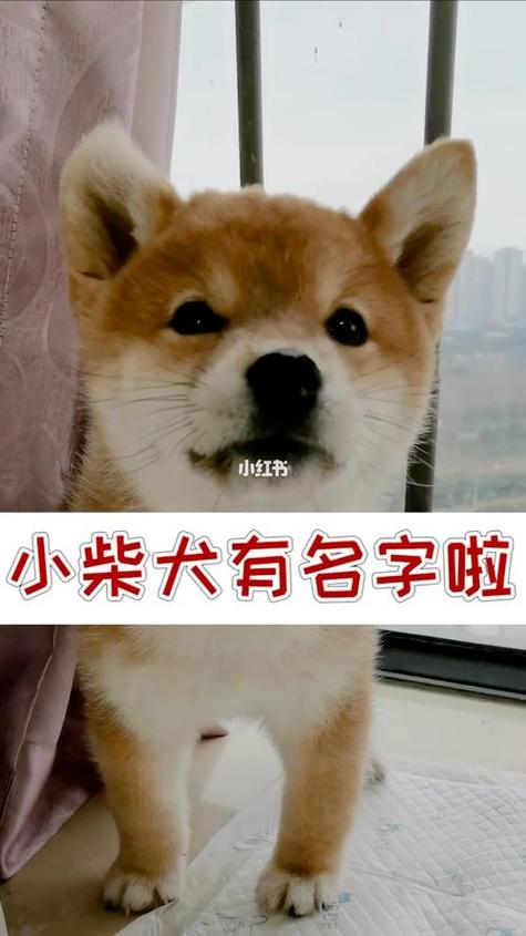 柴犬起名字宝宝男生(柴犬取名什么好听)