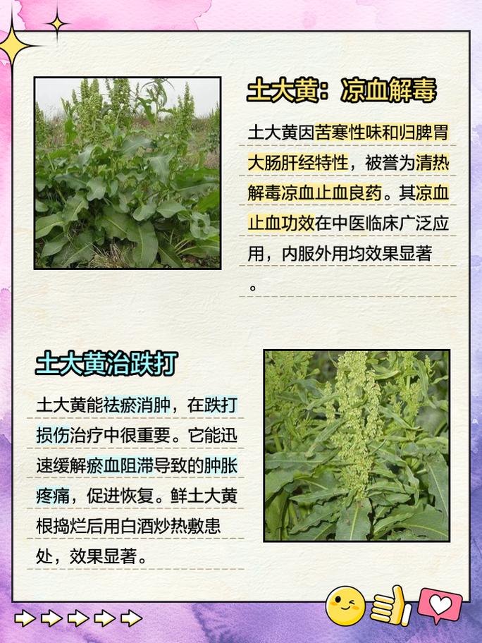 大黄与芒硝相似的药物性能功效、主治病证的异同点中公教(大黄主治病证)