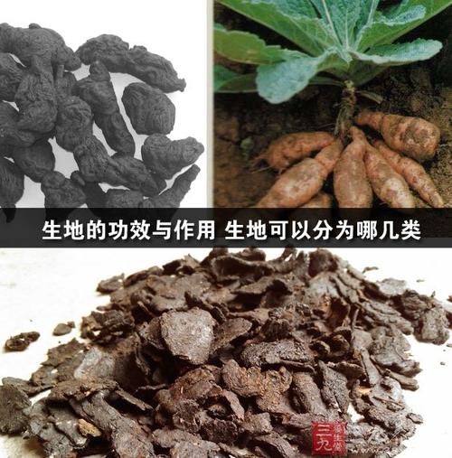 生地黄泡茶的作用与功效_地黄叶总苷胶囊的功效与作用_地黄叶子的功效