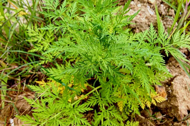 蛇床草是一味很好的中草药,尤其适用于皮肤类病症,有清热燥湿,祛风