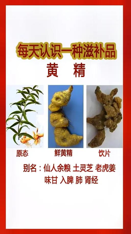 黄精的功效与作用(肾虚吃什么补最快最好)