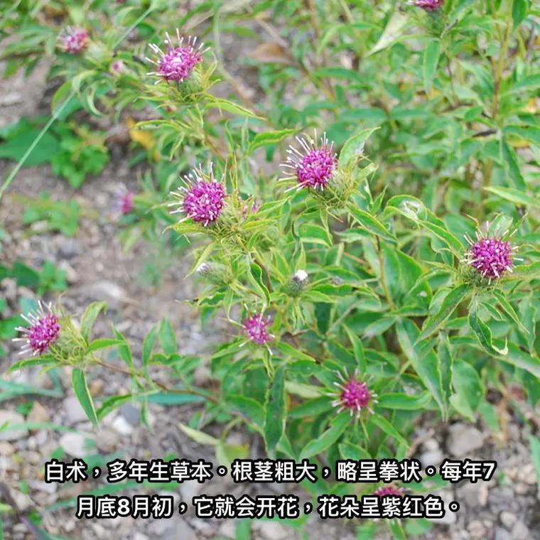 祛斑保湿效果气燥湿利水止汗等功效白术性温味甘苦归脾经胃经有健脾益