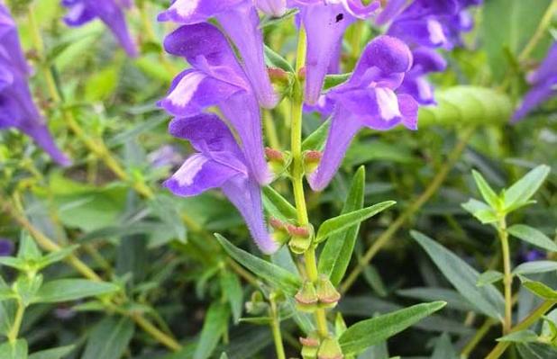 黄芩种子价格及种植方法