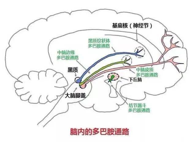 l | 您的意思是说,用药物操纵多巴胺分泌其实相当危险,所以一般不会