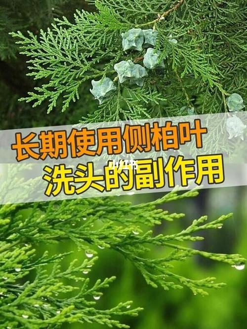 用侧柏叶治脱发真有效吗，侧柏叶泡香油可以治疗脱发吗宠(侧柏叶洗头真能生发吗)