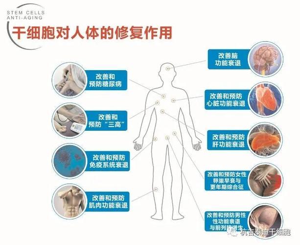 干细胞技术医疗史上第三次革命21世纪细胞治疗时代即将来临