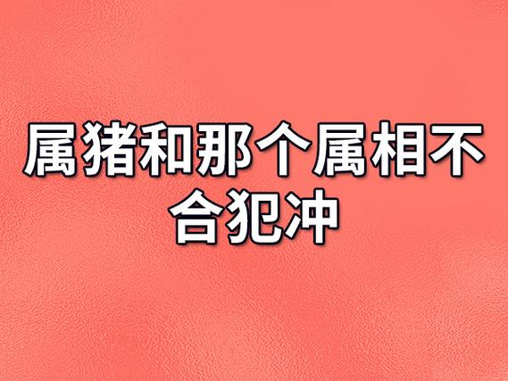 属猪和那个属相不合犯冲