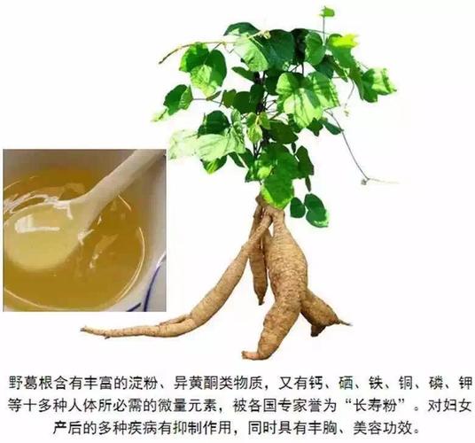 葛根的功效