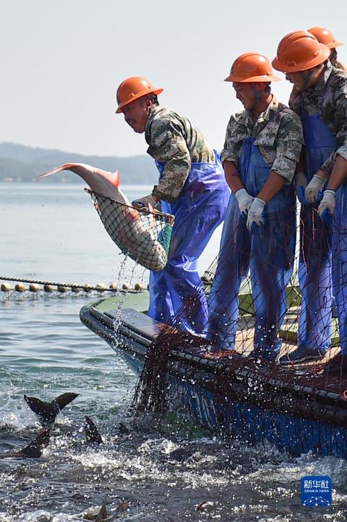 浙江千岛湖:巨网捕鱼庆丰收