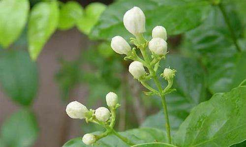 怎样促使茉莉花蕾增多这些方法让你的茉莉花开开开