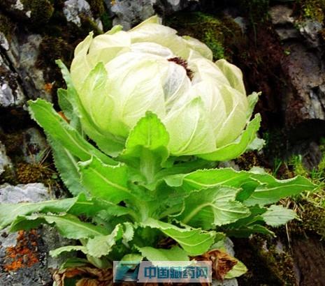 雪莲花功效温肾壮阳,温经散寒,温肺化饮,祛风除湿. 本品甘,苦,性温.