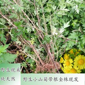 野生新鲜野菊花带根枝叶苗全株中药材小山菊小黄菊现挖现发500g