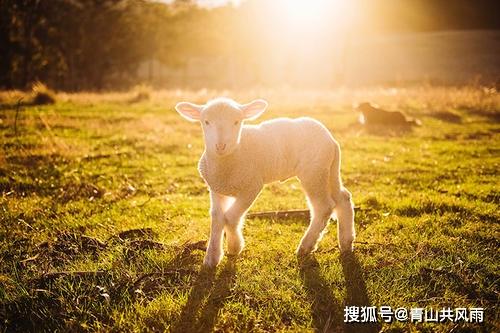 属羊人未来五年运程未来5年运势揭秘第一星座(属羊最近运势、属羊运势大揭秘！近期发展如何？)