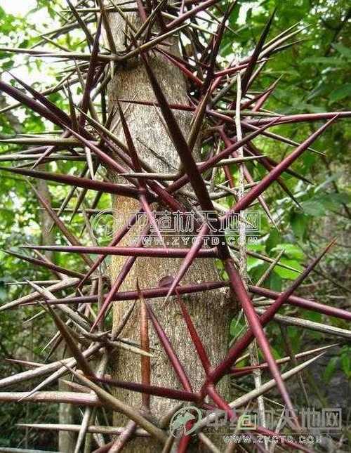 果蔬百科皂角刺功效与作用