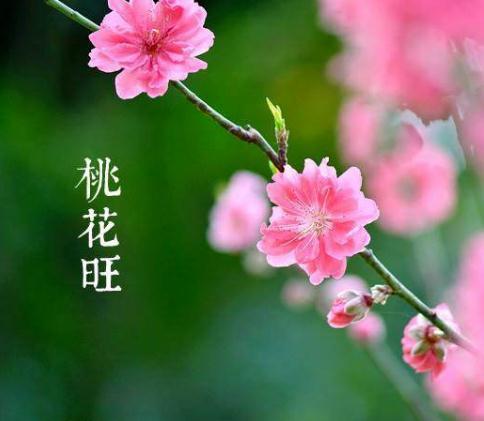 什么八字越老越有桃花婚姻运势