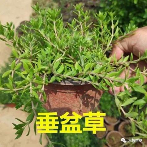 一把垂盆草能治疗肝炎肝硬化脂肪肝等8种病症