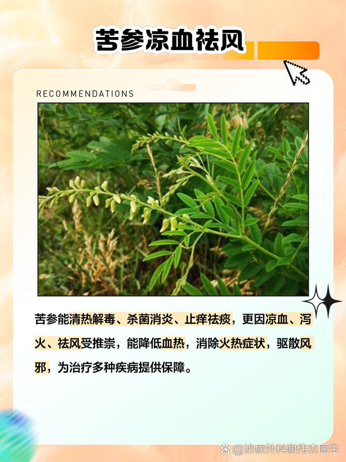 苦参的功效与作用 苦参治疗皮肤病的效果