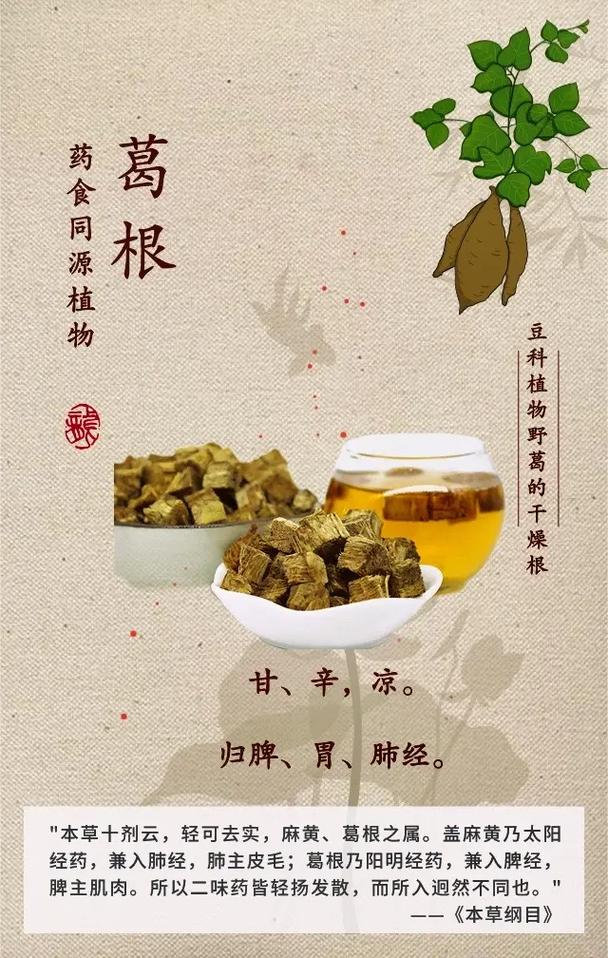 葛根的功效你知道多少?内附葛根解酒茶 桂花葛粉羹 #中医养生 - 抖音