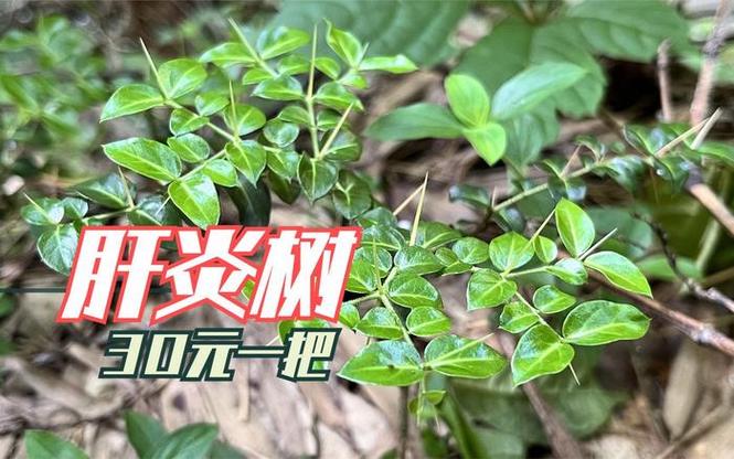 农村一种叶子两面长刺的植物,人称两面针,绣花针,虎刺,肝炎草