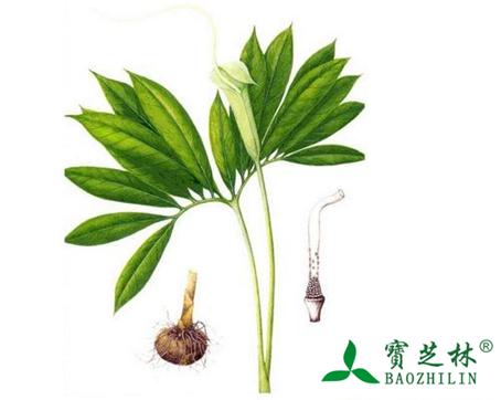 虎掌南星的功效与作用及食用方法图片