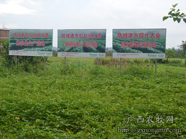 合作社种植基地为防城港市红姑娘种植示范基地