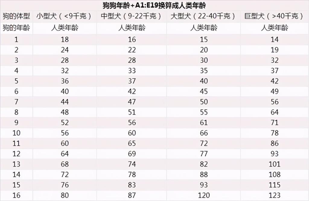 属狗的多大奉上狗狗的年龄对照表