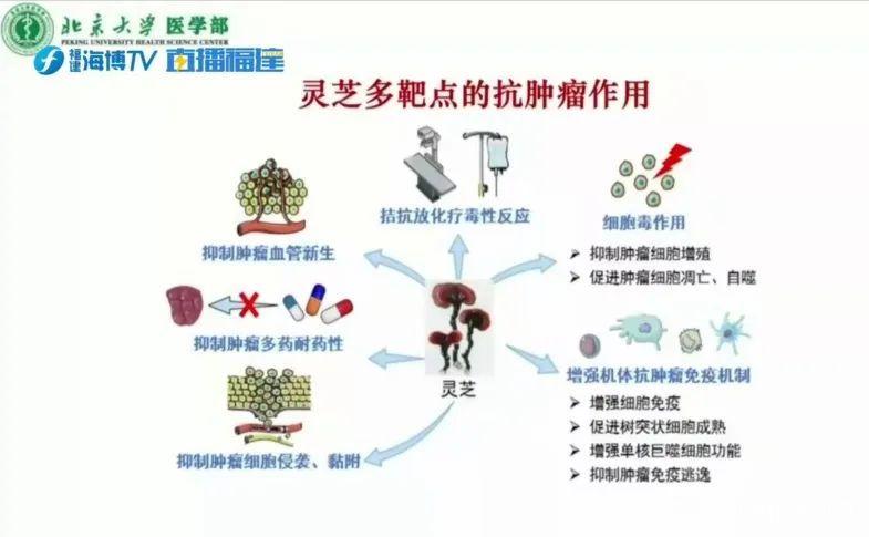 五灵脂消除了肿瘤(五灵脂根治胃病)