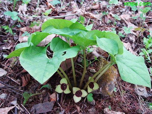 chinese wild ginger科属:马兜铃科,细辛属细辛─北细辛,中药名,主治