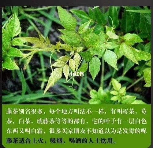 喝藤茶的十大禁忌(喝藤茶的好处与坏处)