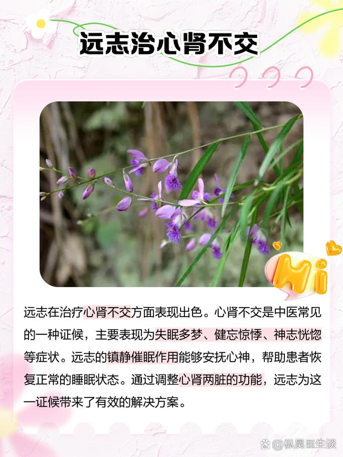 远志的作用和功效 家人们,今天来聊聊一味神奇的中药材——远志.