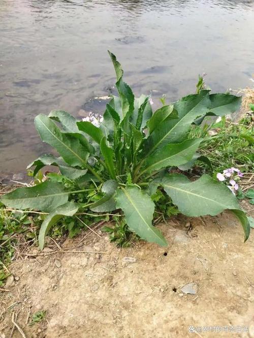 今来认识一种在乡野田间随处可见,却又绝不普通的绿色植被——土大黄.