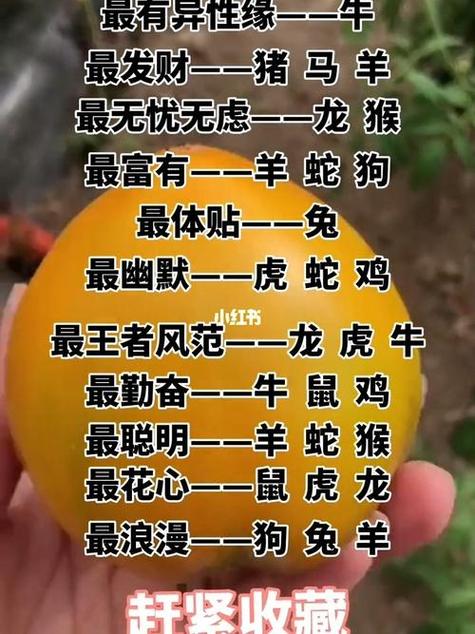 十二生肖运势_好运连连_星座命理_星座命理其他