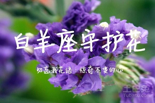 12星座的守护花及花语的介绍