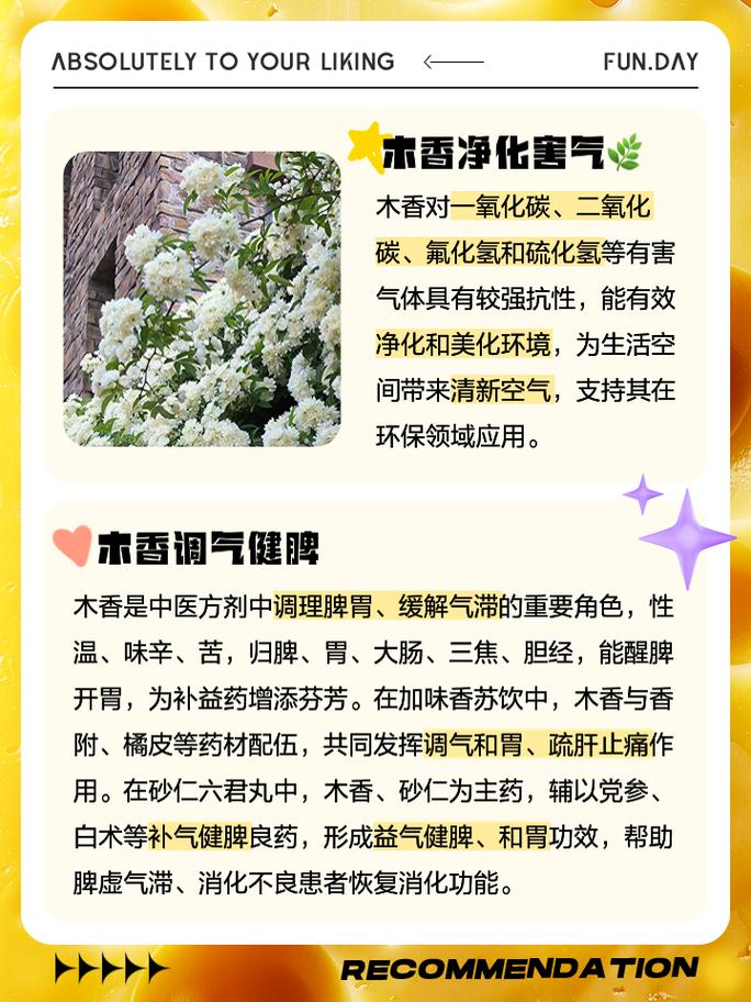 木香的功效与作用 家人们,今天来聊聊一种非常神奇的中药材——木香