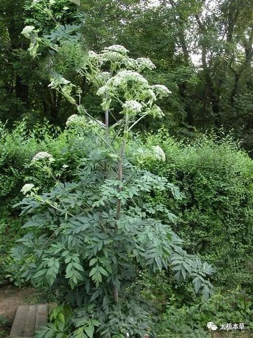 独活见过吗祛风除湿通痹止痛用于风寒湿痹腰膝疼痛