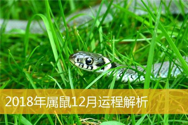 属鼠2023年12月运程解析一,2023年属鼠12月爱情运势属鼠人12月份的