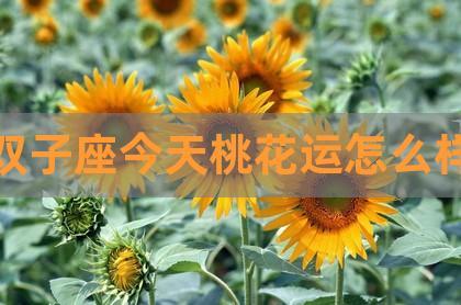 双子座今天桃花运怎么样,2023年双子座桃花,双子座女今日运势