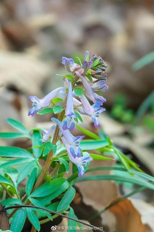 延胡索,又称元胡,玄胡,广木香等,是罂粟科植物延胡索(学名: corydalis