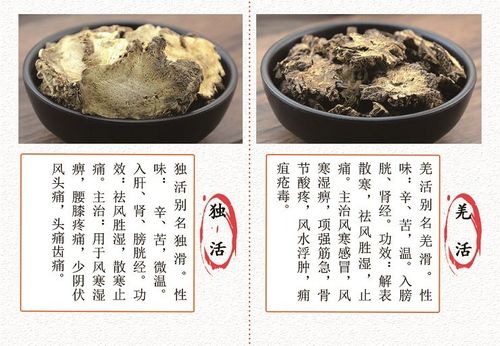 羌活的作用与功效39问医生39健康