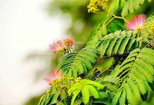 合欢花的功效与作用,合欢花图片赏析