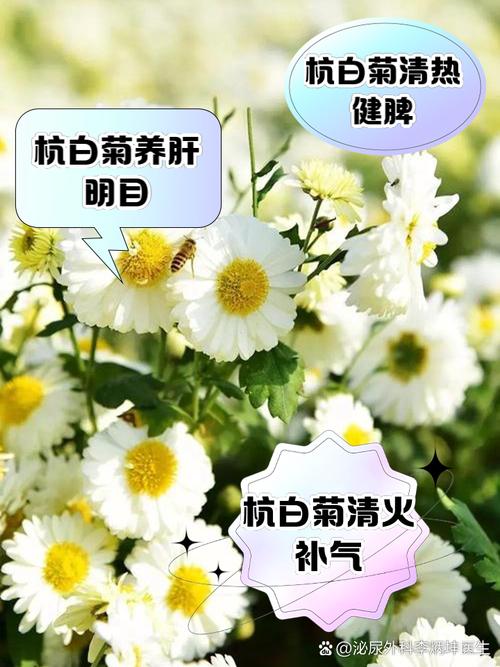 夏季菊花泡水喝贡菊、杭白菊、野菊花哪种更适合(杭白菊的功效)