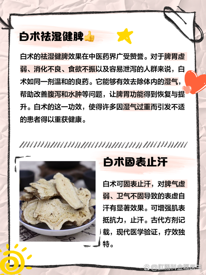 白术有什么功效与作用 家人们,今天来聊聊一种超级神奇的中药材