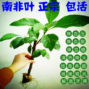 南非叶茶干叶茶降三高降血压血脂血糖清热去火排毒养颜祛痘咽喉炎