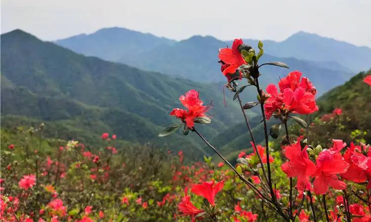 漫山遍野打一肖正确动物