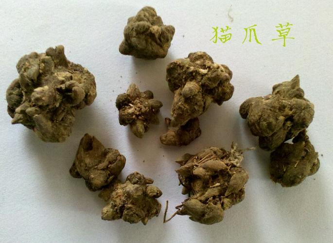 猫爪草又名三散草,小毛茛,以块根入药,具有散结,消肿,清热,解毒之功效