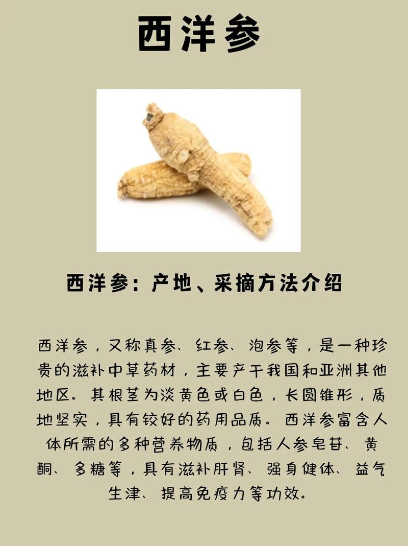 洋参的功效与作用 西洋参和洋参有什么区别