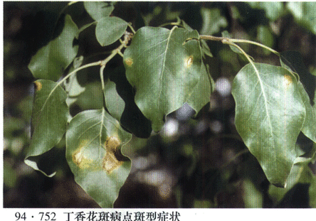 丁香花斑病