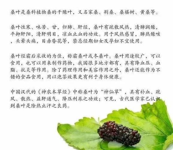 桑叶能用好一定是个宝