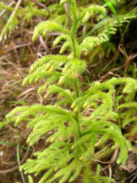 这野草叫伸筋草能治跌打损伤能舒筋活络消肿止痛有奇效