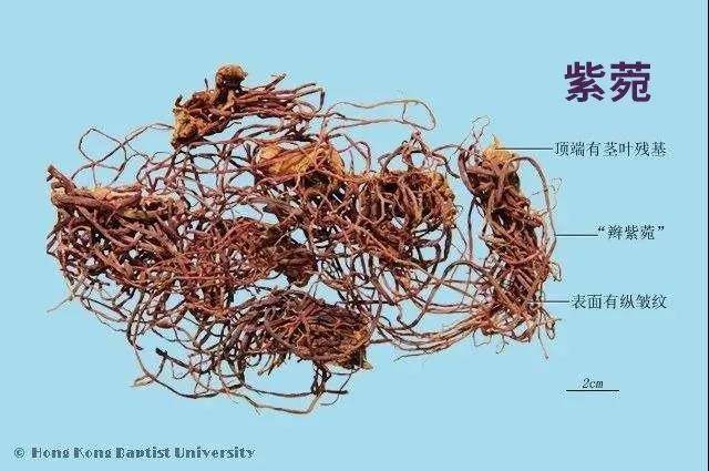 每天学习一味中药——紫菀_止咳_成分_药物